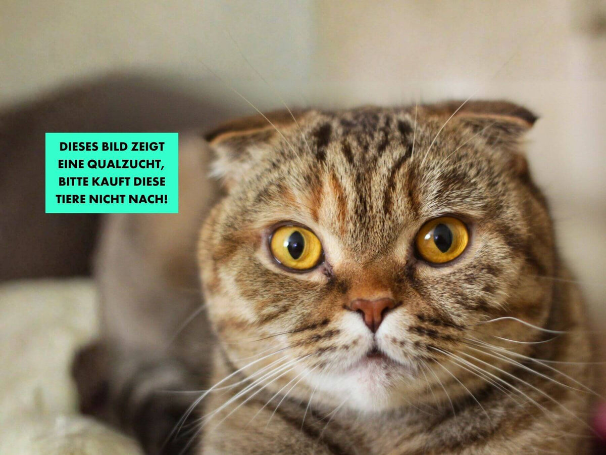 Qualzuchtrasse Scottish Fold Katzen getigerte Faltohrkatze ist eine Qualzuchtrasse.