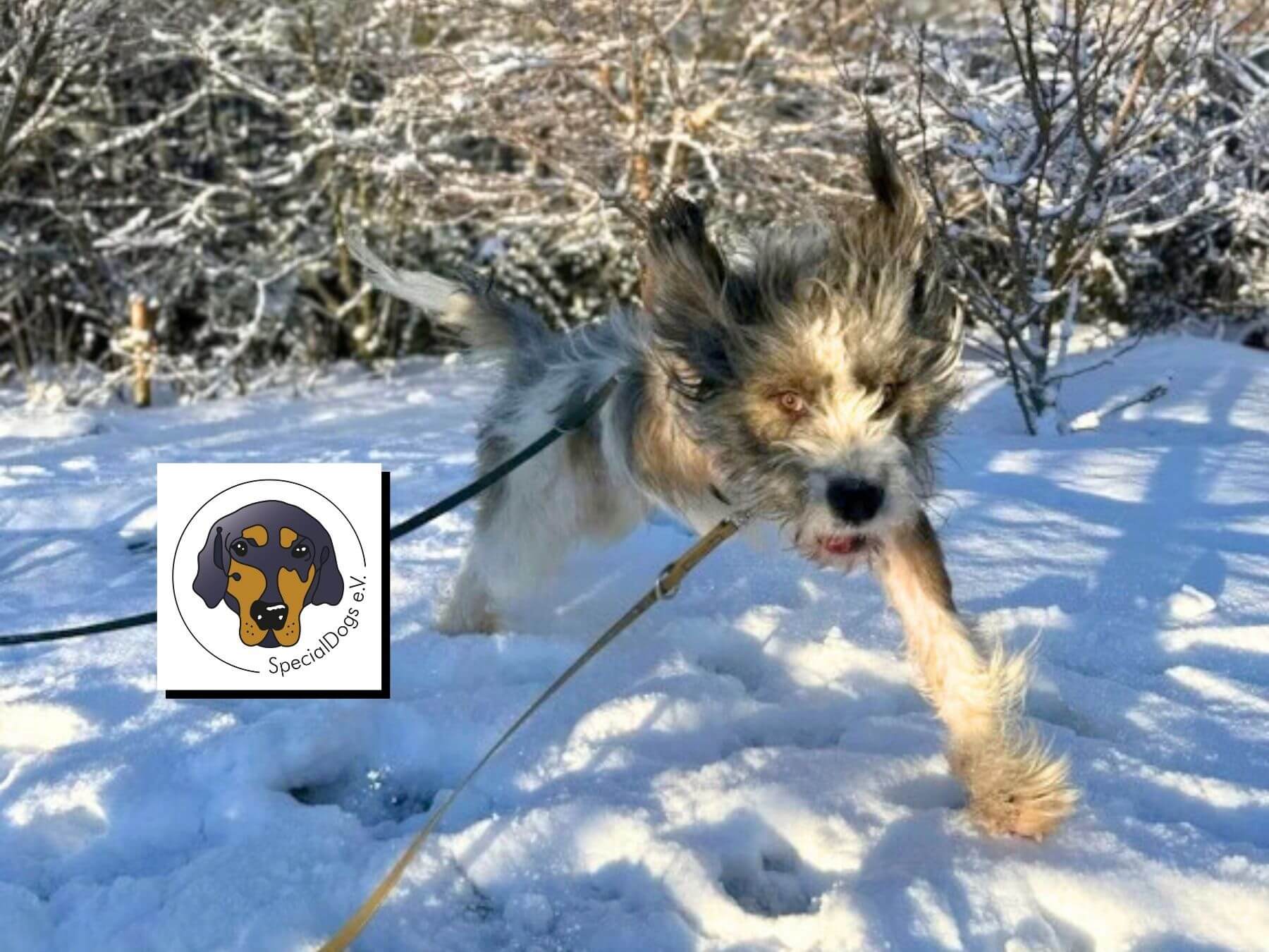 Dreibeiniger Hund gerettet von Hunderettung Special Dogs e.V. aus Rumänien.