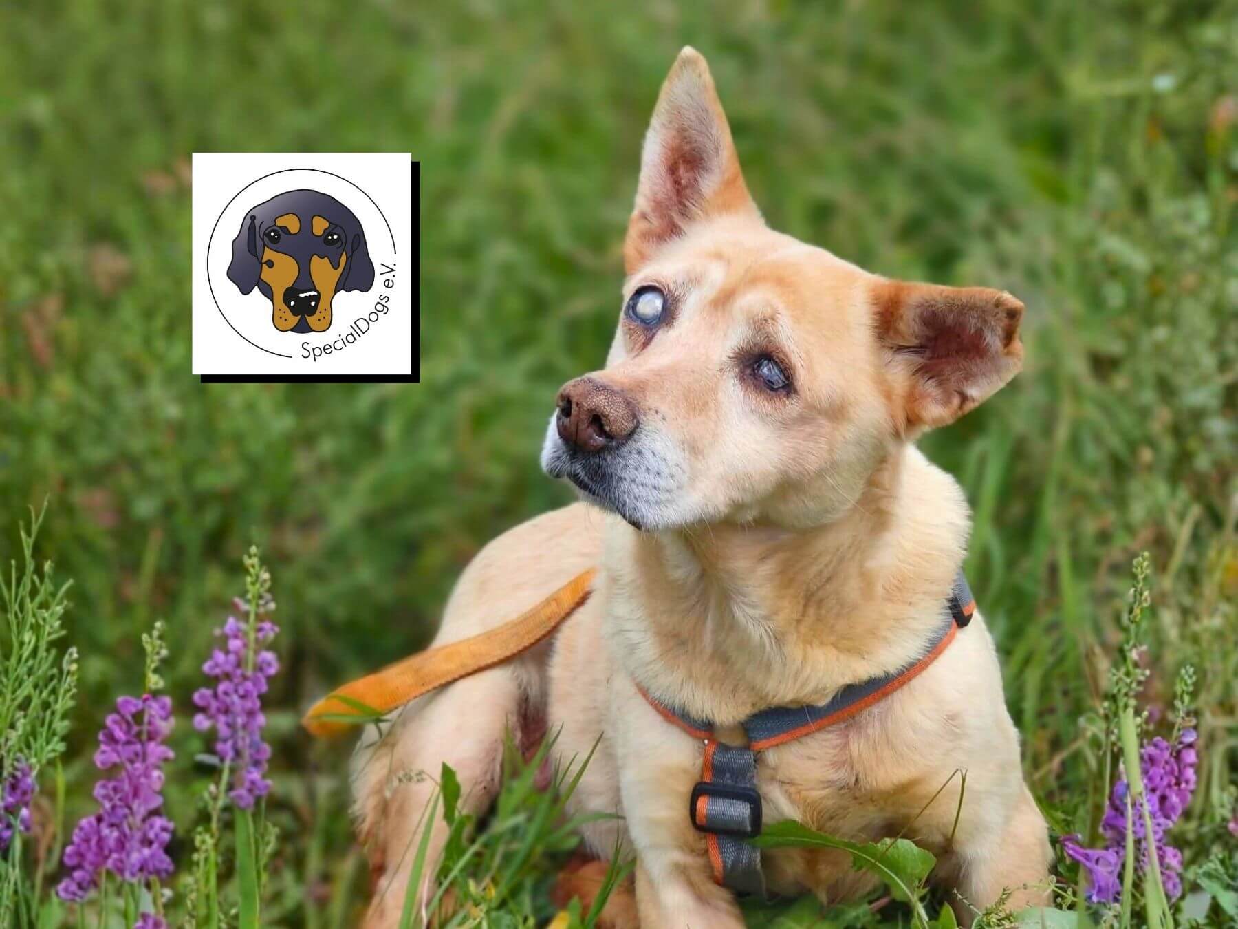 Gerettet Hund aus Rumänien mit Sehbehinderung auf beiden Augen liegt in einer grünen Wiese und schaut mit Hundeblick in die Kamera.