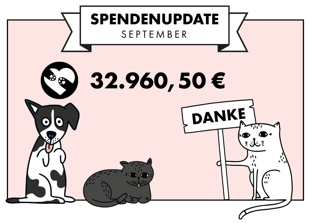 Spendenupdate STRAYZ 2026