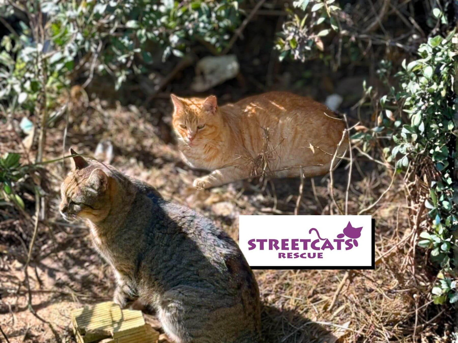 Geretteter roter Kater Pepe mit FIV Katzenaids in Katzenkolonie.