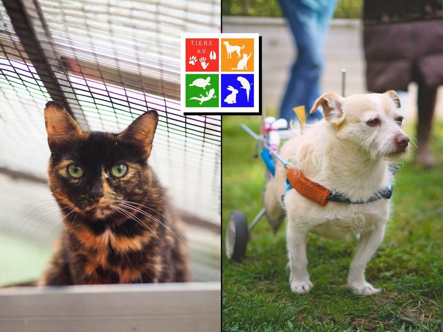 Unser Partner-Tierschutzverein T.I.E.R.E. e.V.