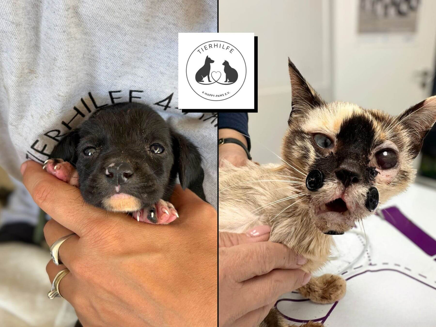 Geretteter Welpe und gerettete Katze aus Portugal der Tierhilfe 4 Happy Paws e.V.