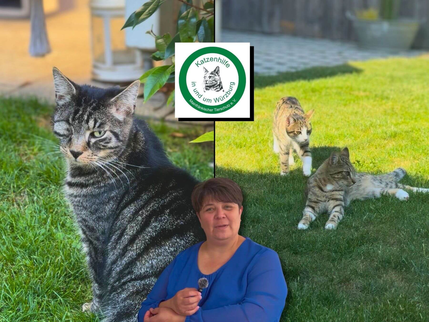 Zu Besuch bei Bianca einer Pflegestelle für Katzen von der Katzenhilfe Würzburg