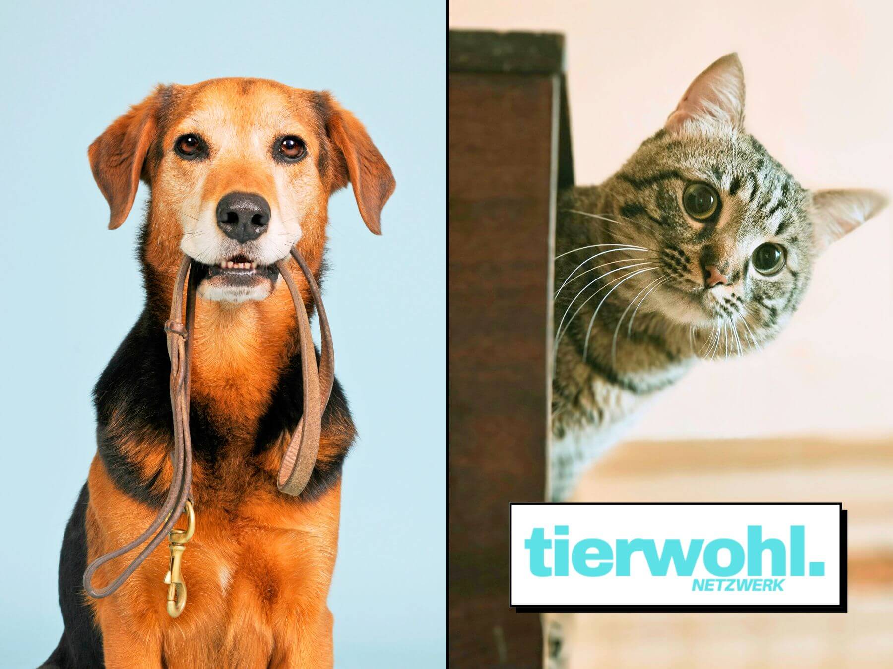Tierwohlnetzwerk zeigt Mischlingshund aus dem Tierschutz mit Leine in Mund und gerettete Katze, die aus ihrer Box herausschaut. Tierwohl Netzwerk am unteren Rand.