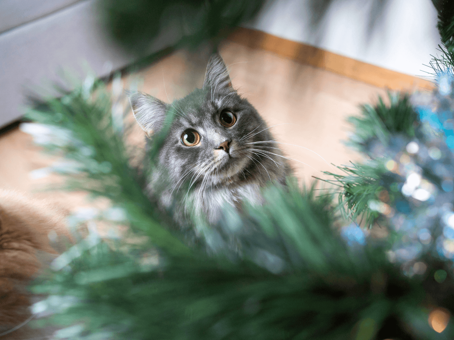 Langhaarkatze-am-Weihnachtsbaum-an-Weihnachten-mit-Katze