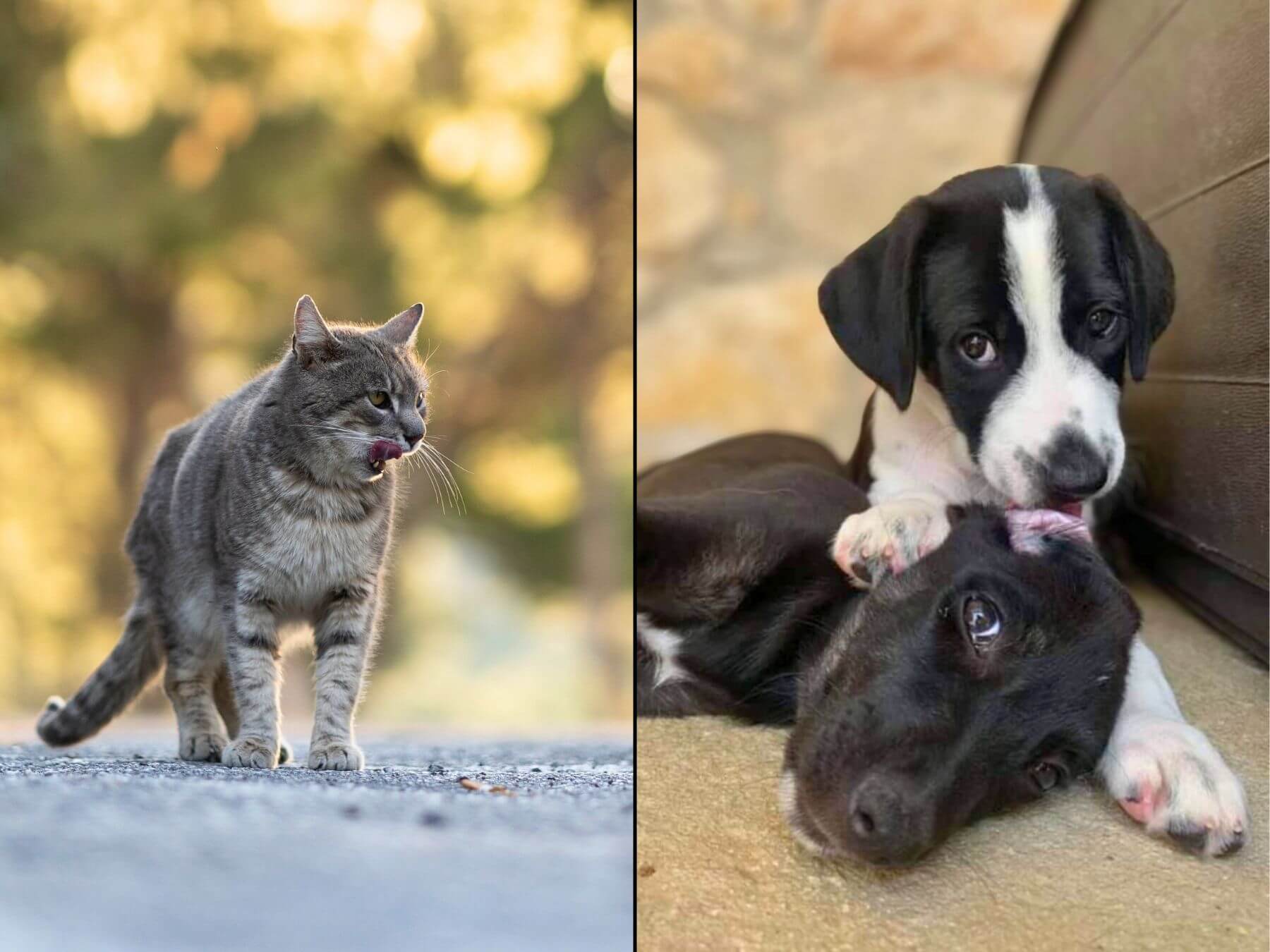 Warum der Weltstreunertag so wichtig ist