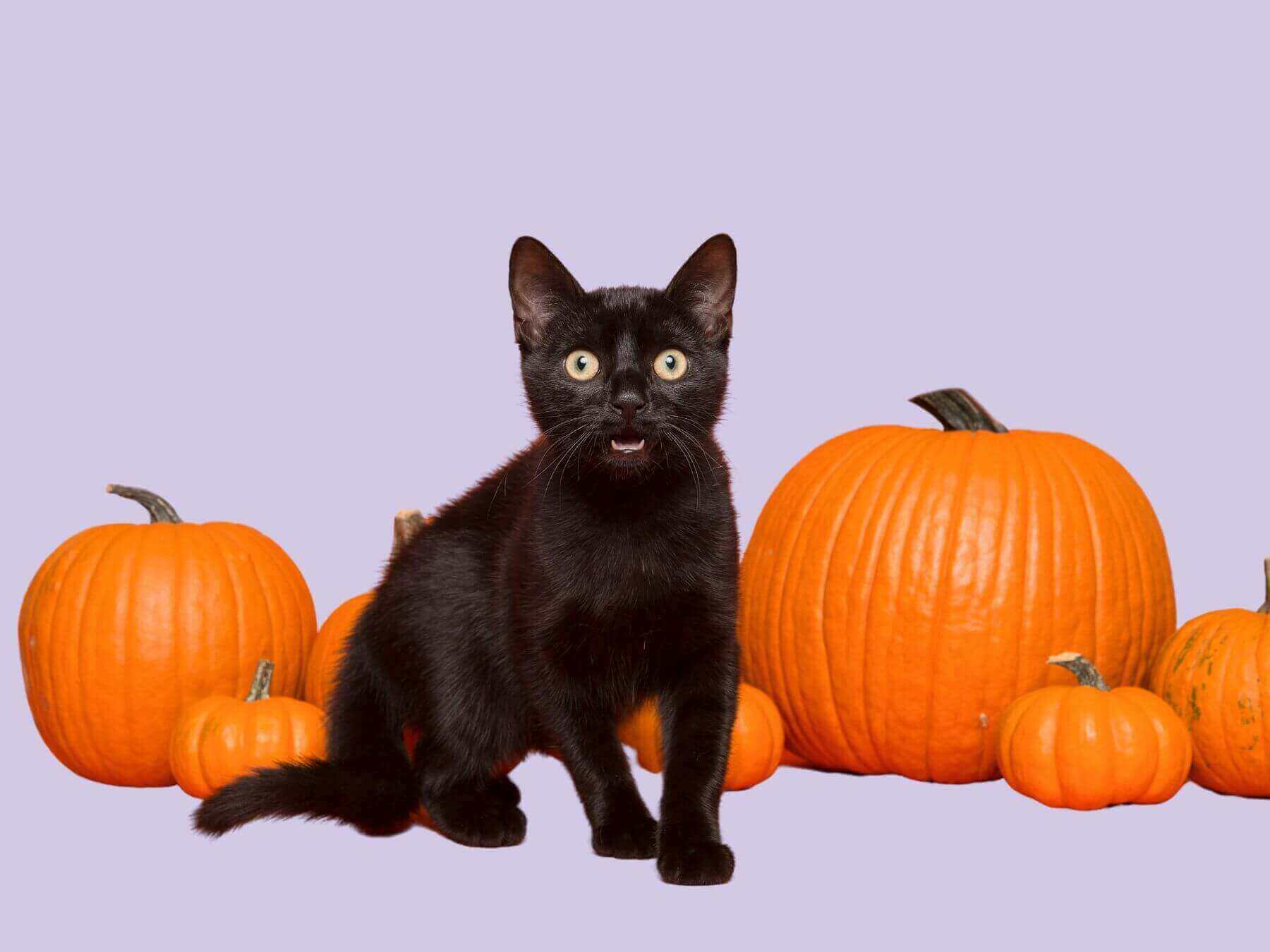Schwarze Katze Babykatze vor vielen Kürbissen an Halloween schaut erschreckt.