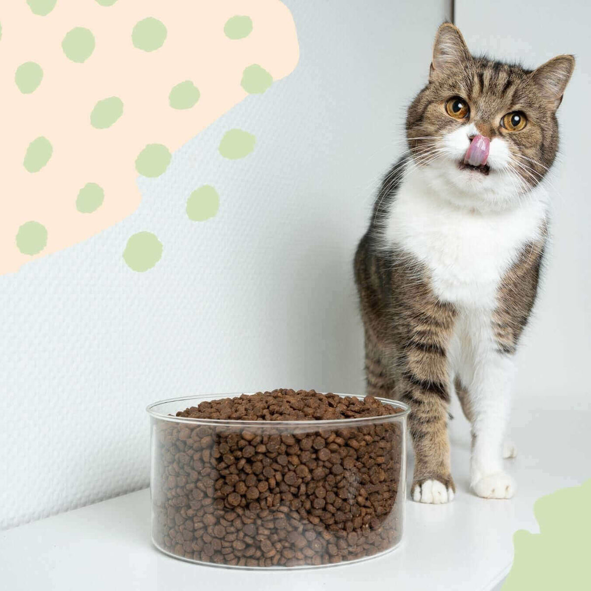 Erfolgreiche Futterumstellung bei Katzen | STRAYZ Blog