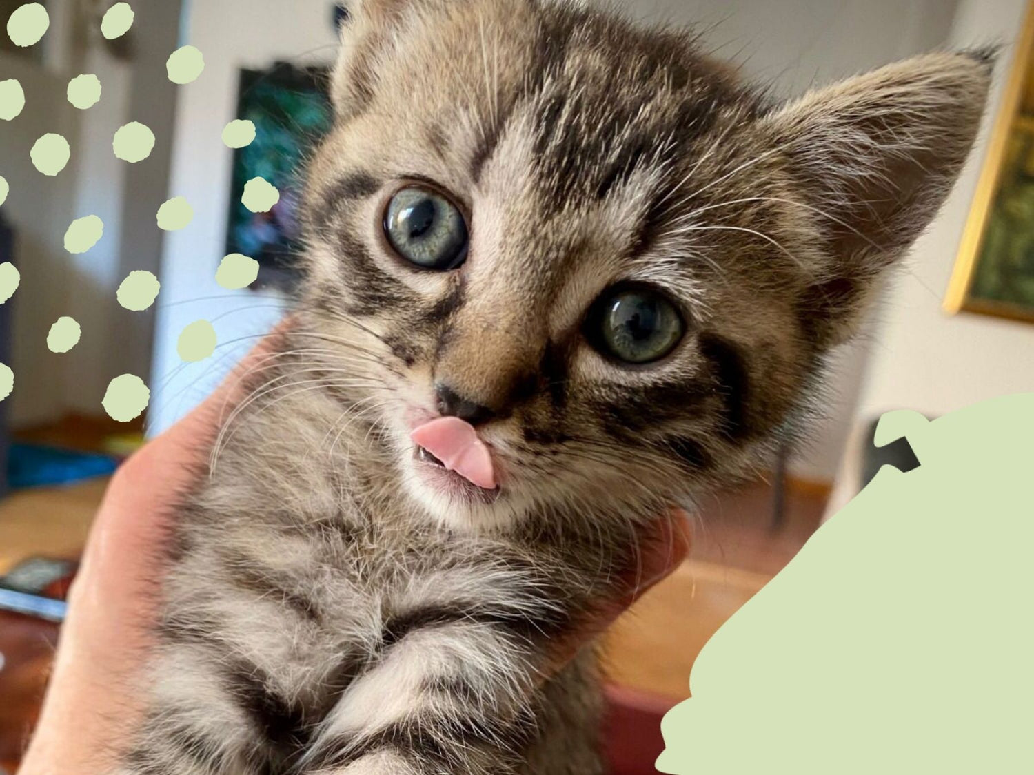 Getigertes Kitten streckt die Zunge raus.