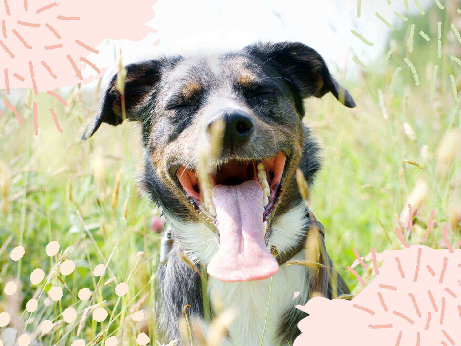 Hund hechelt. So kannst du ihm bei Hitze helfen. 