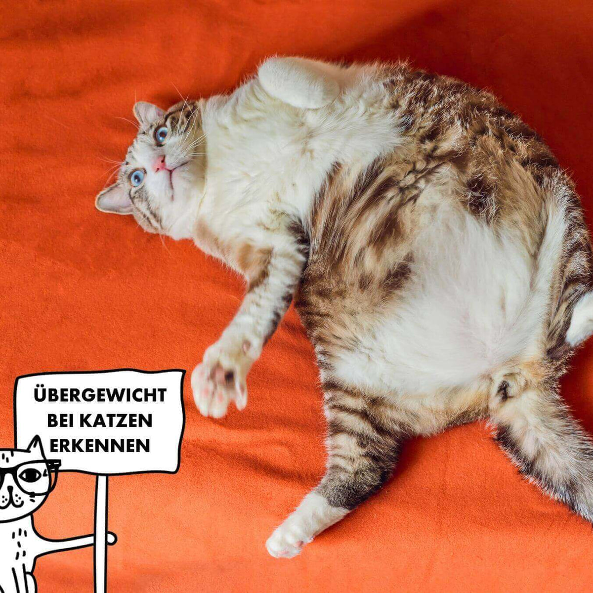 bergewicht bei Katzen | Ist meine Katze zu dick? | STRAYZ Blog