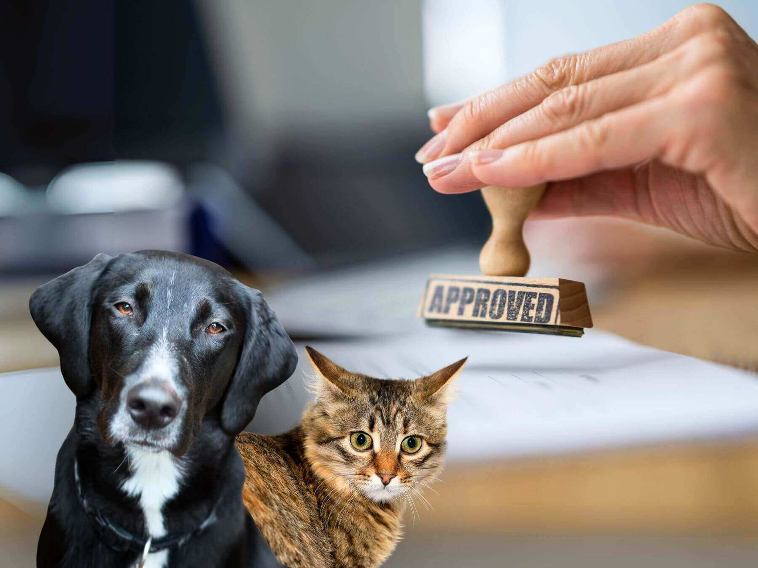 So erkennst du einen seriösen Tierschutzverein.