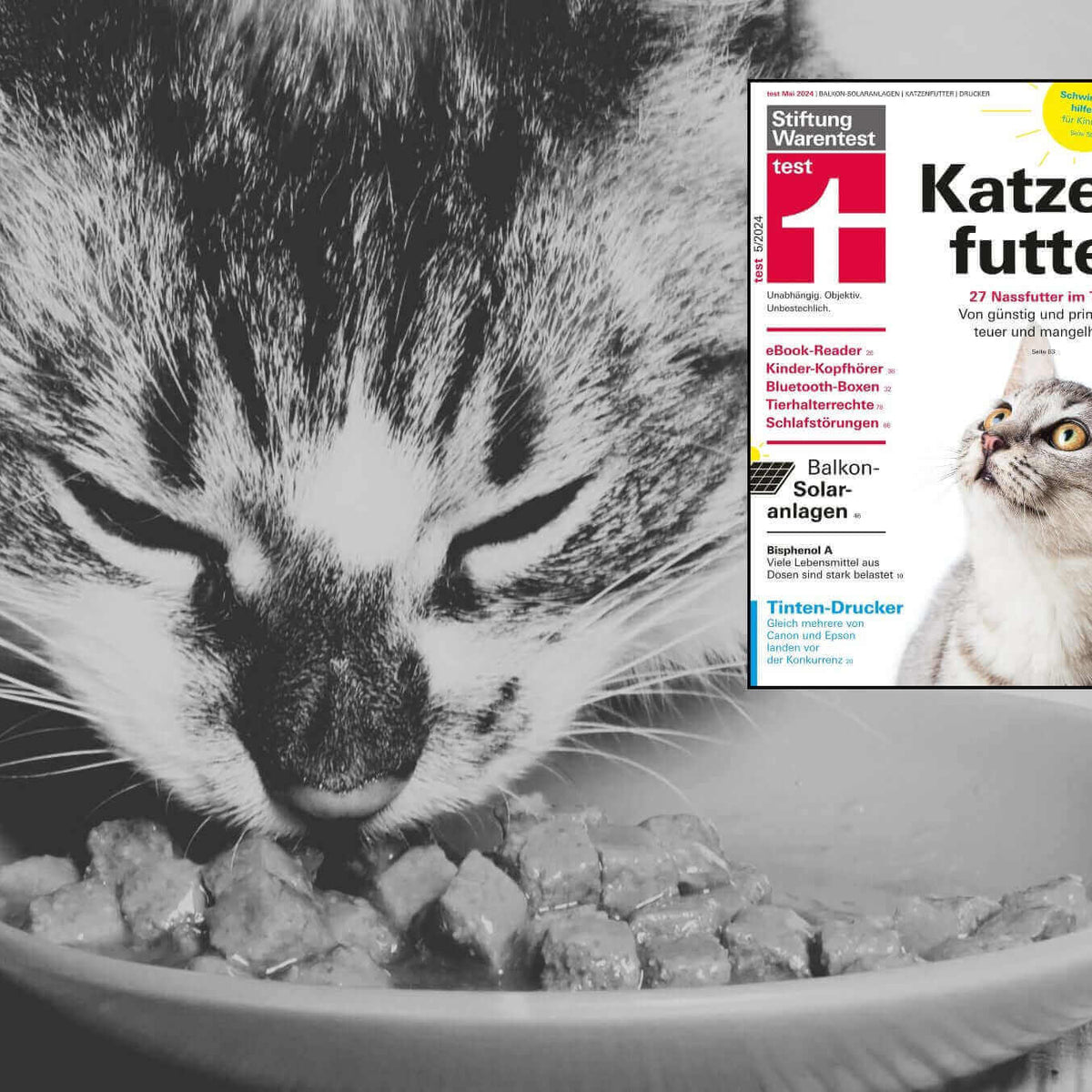 Stiftung Warentest Katzenfutter Test 2024 | STRAYZ Statement