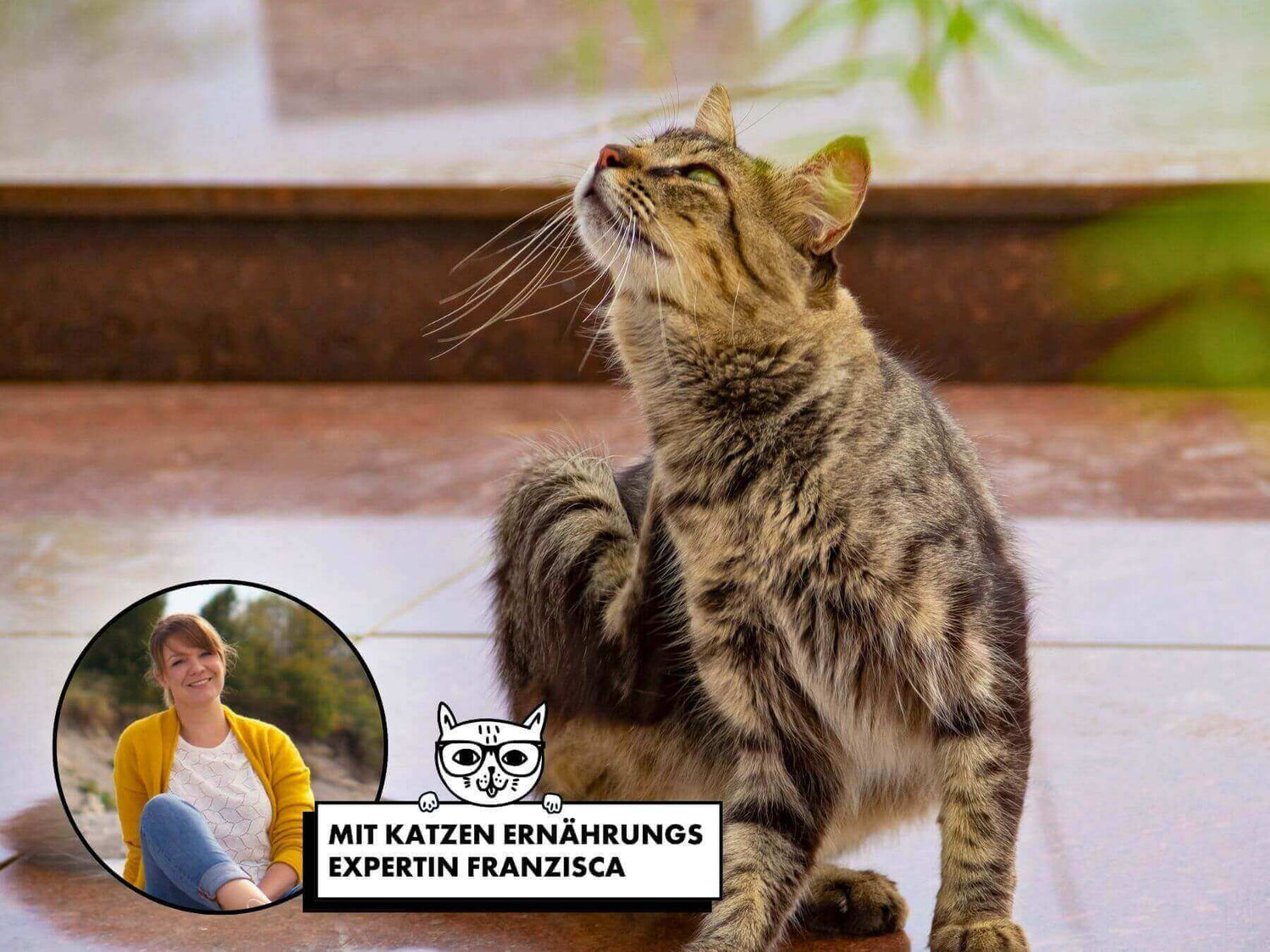 Katze kratzt sich. Allergien und Futterunverträglichkeiten bei Katzen erkennen.