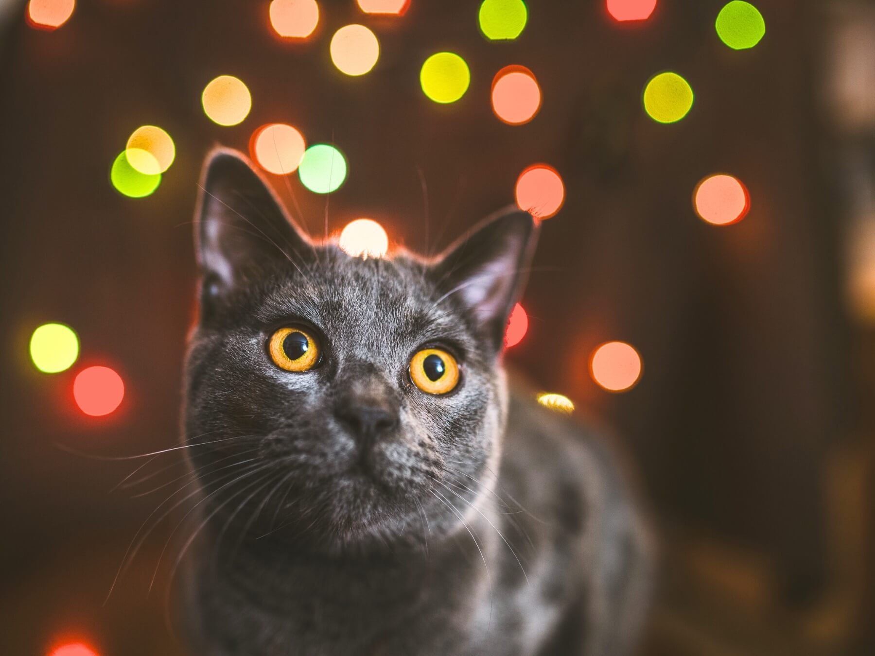 Entspannte Katze an Silvester: Tipps gegen Angst vor Böllern und Feuerwerk