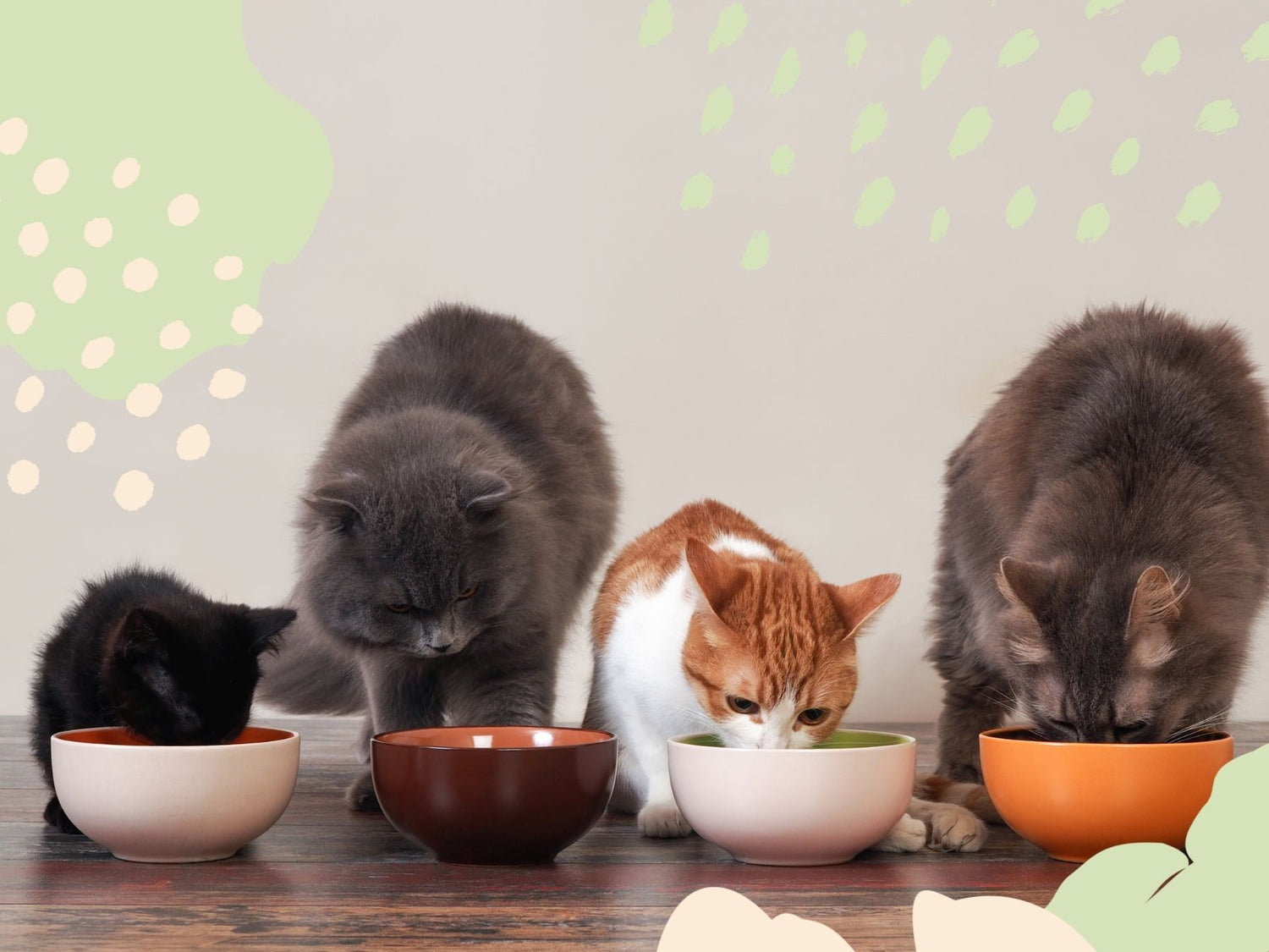 4 Katzen fressen nebeneinander aus Näpfen.