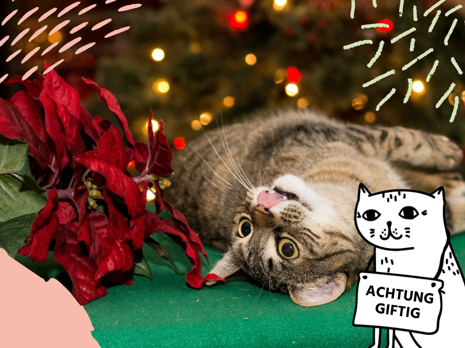Meowtention: Weihnachtsstern giftig für Katzen!