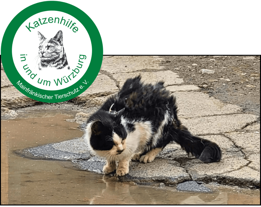 Katzenhilfe Wuerzburg e.V. Logo plus Bild von Straßenkatze in schlechtem Zustand