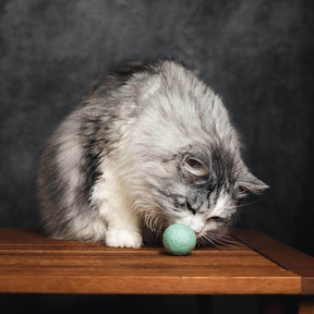 Eine Langhaarkatze schnuppert an dem türkisen Filzbällchen von CATLABS.