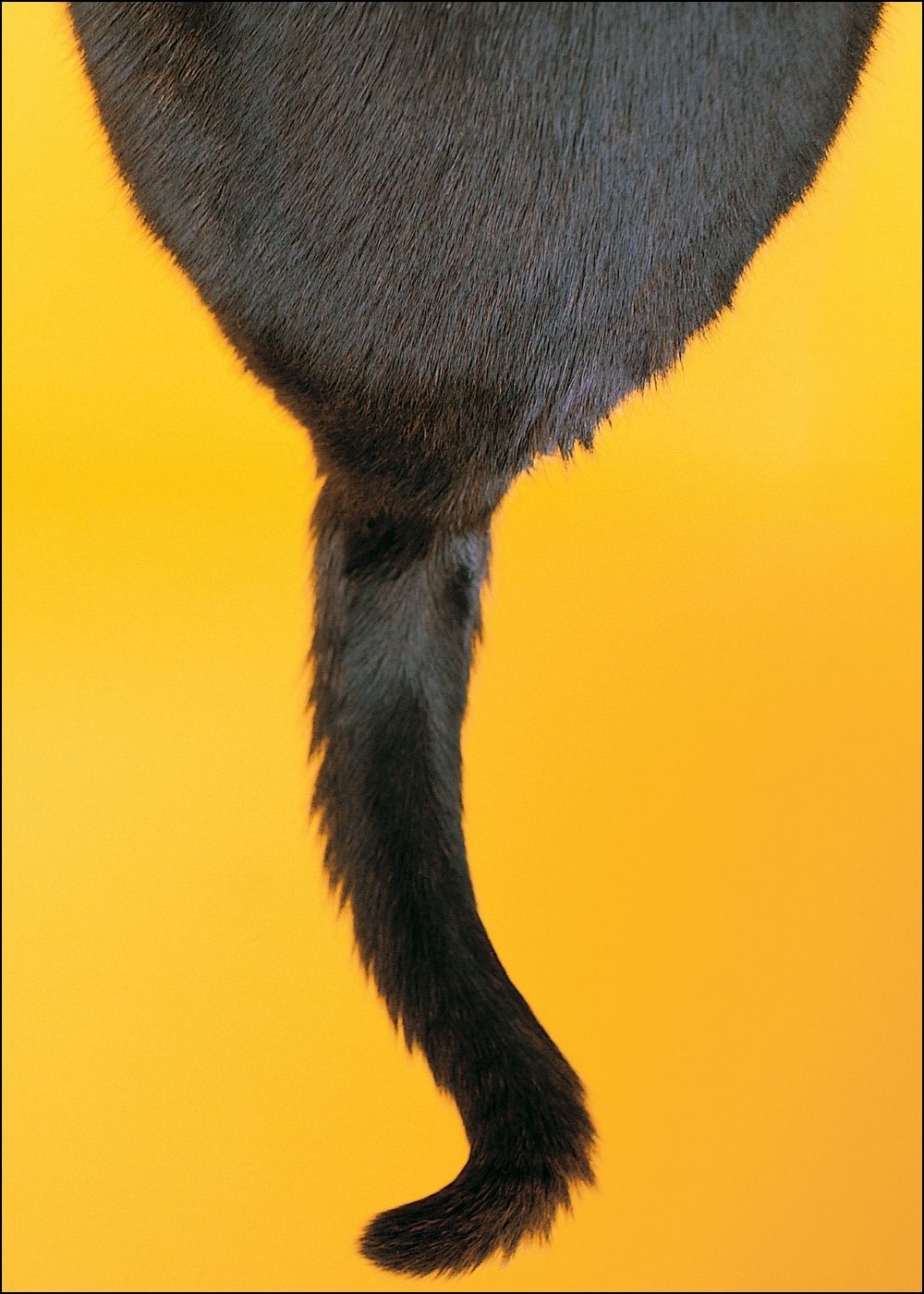 Schwanz einer schwarzen Katze von oben auf gelbem Hintergrund