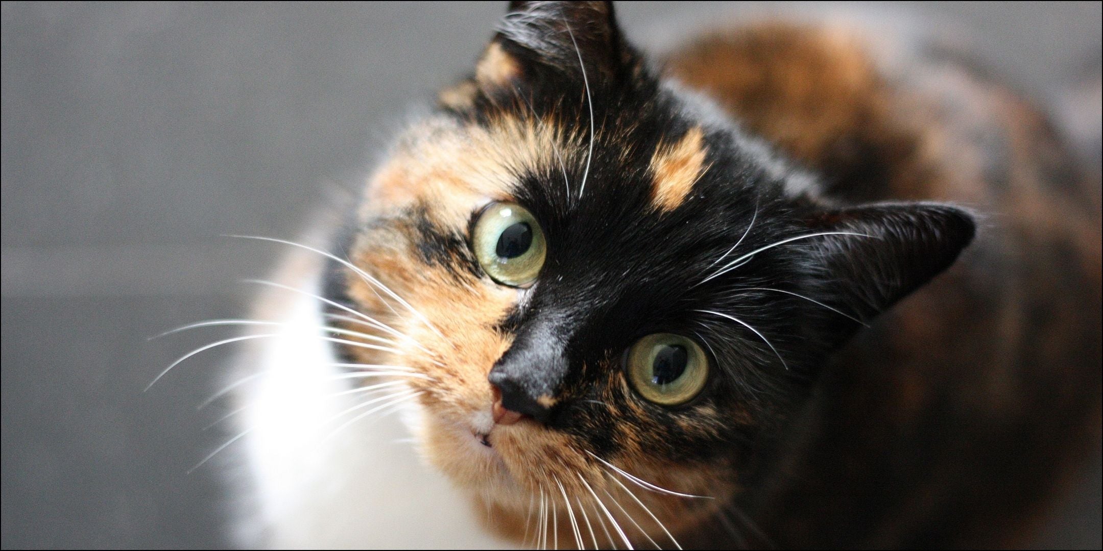 Tricolor Katze schaut in die Kamera