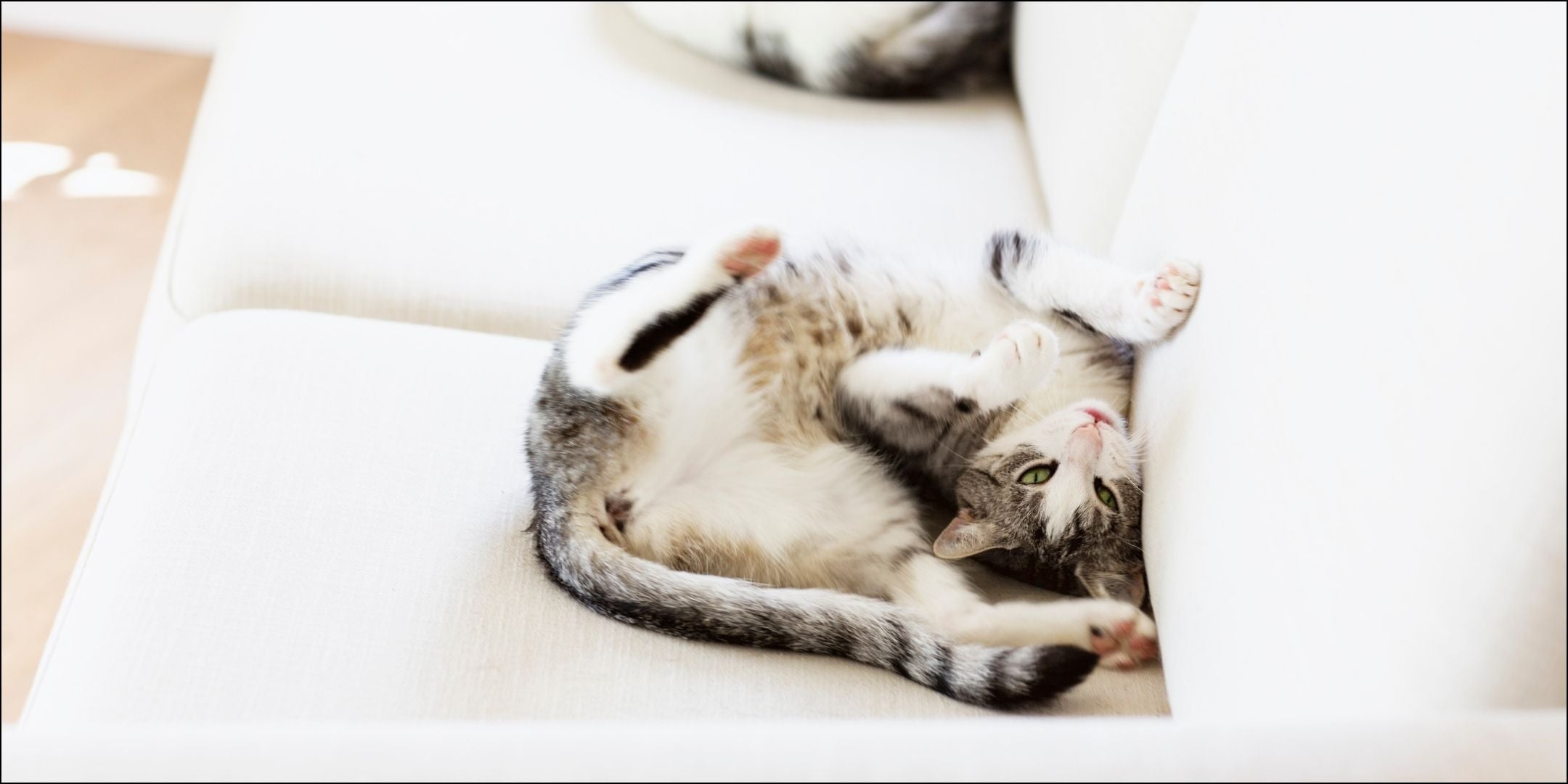 Katze liegt auf weißem Sofa auf dem Rücken