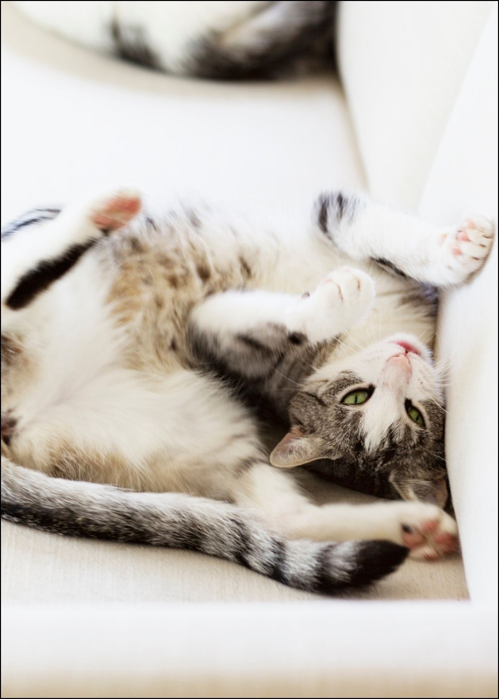 Katze liegt auf weißem Sofa auf dem Rücken