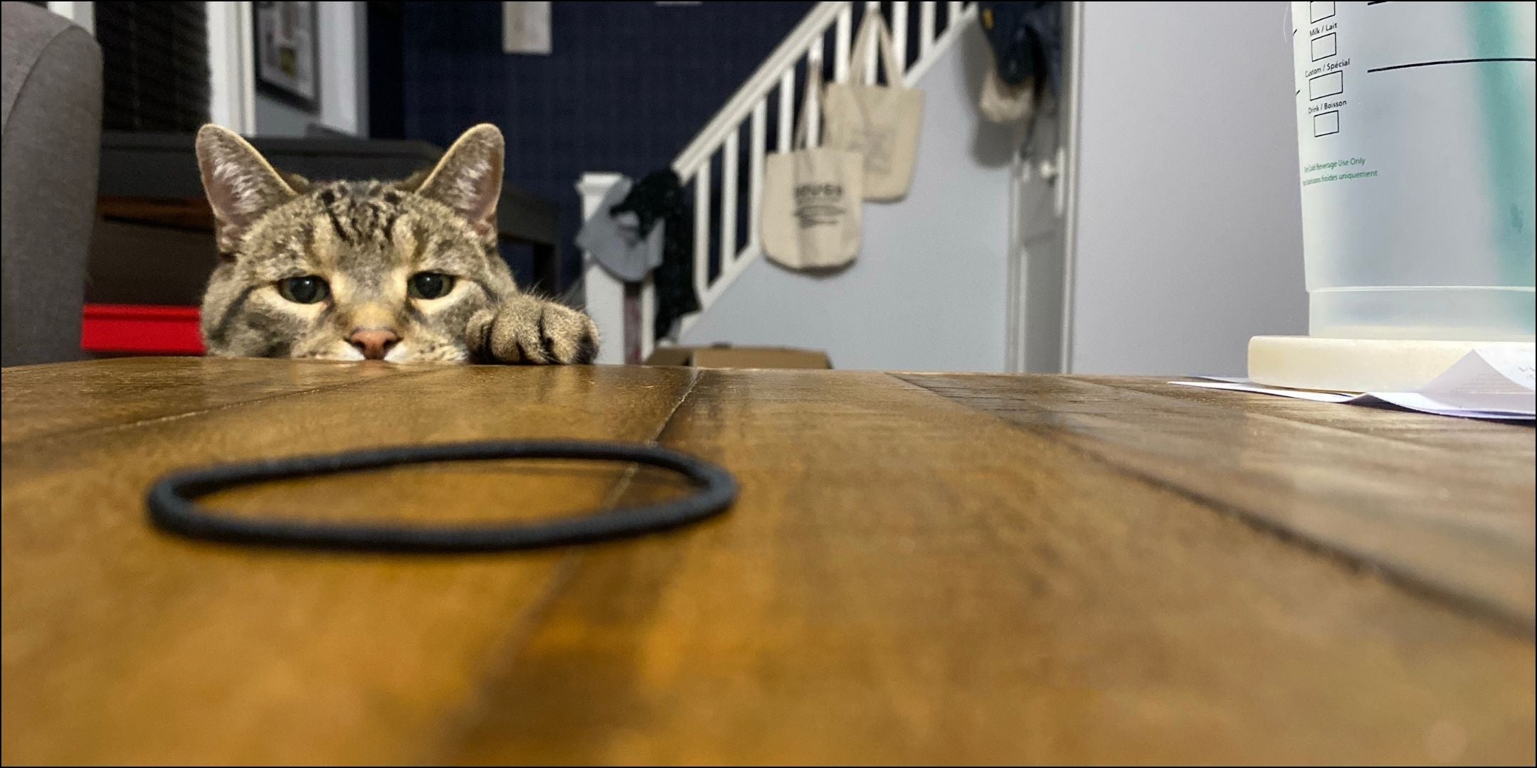 Katze fixiert einen Haargummi
