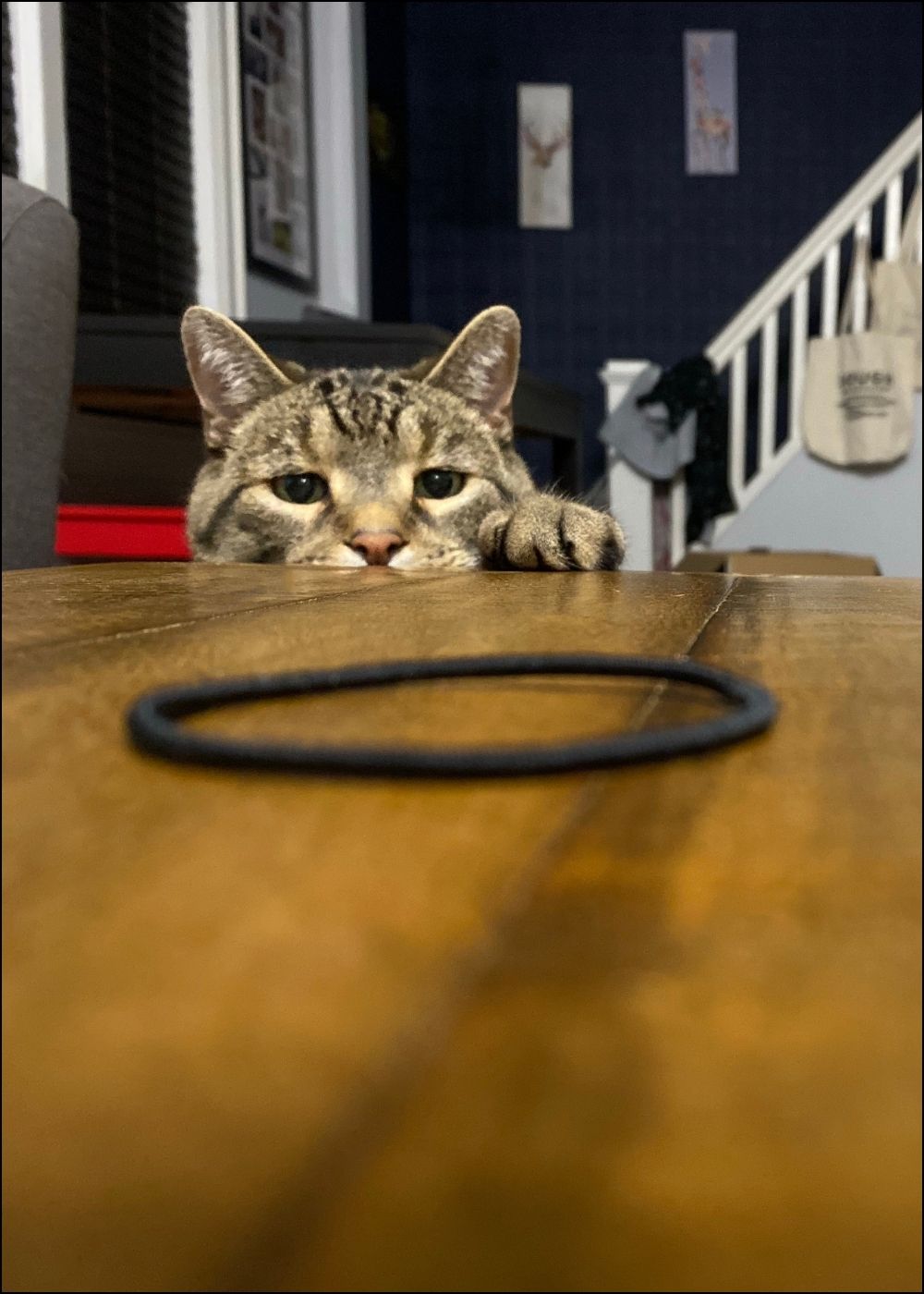 Katze fixiert einen Haargummi