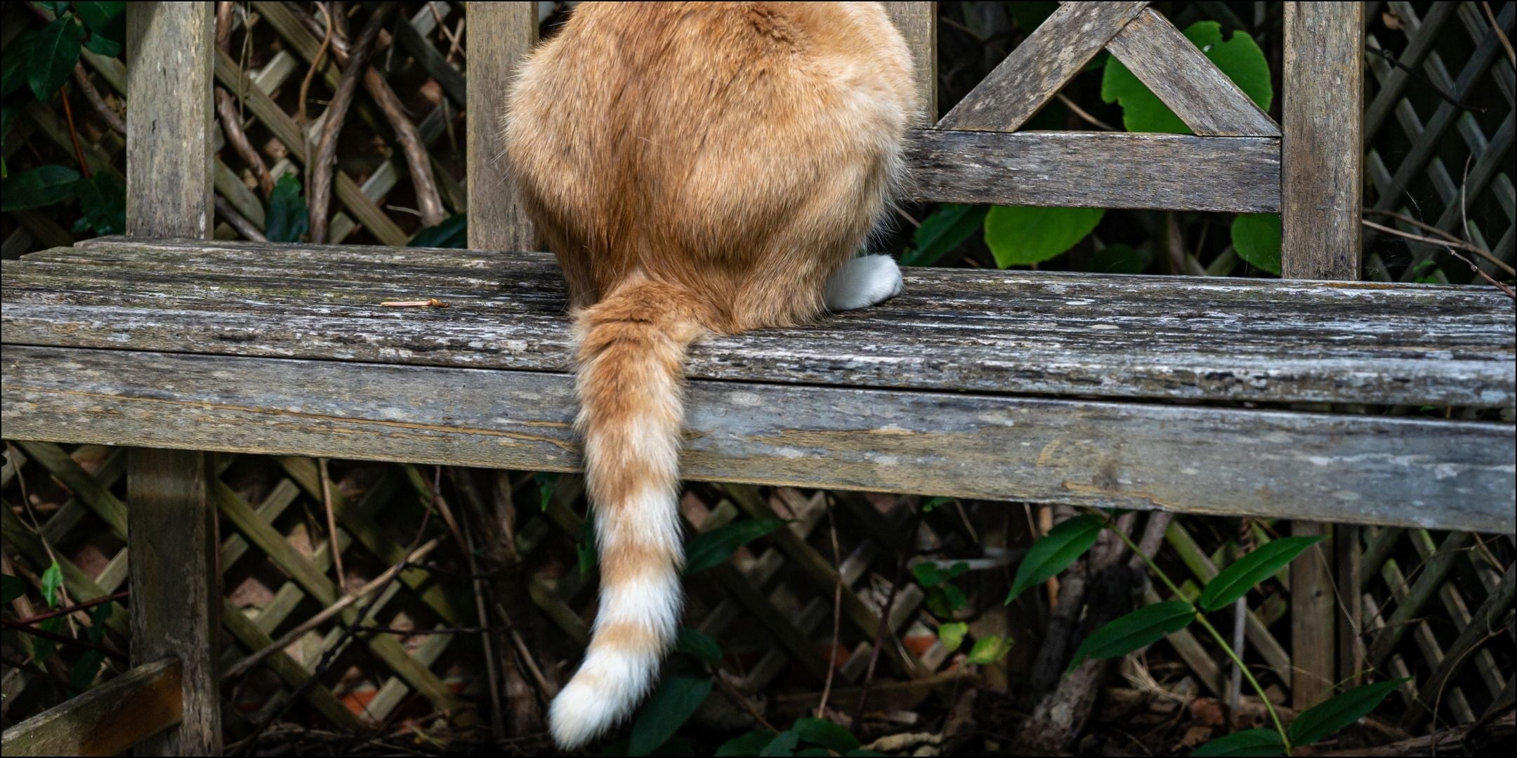 Katze sitzt mit Rücken zugewendet auf einer Gartenank
