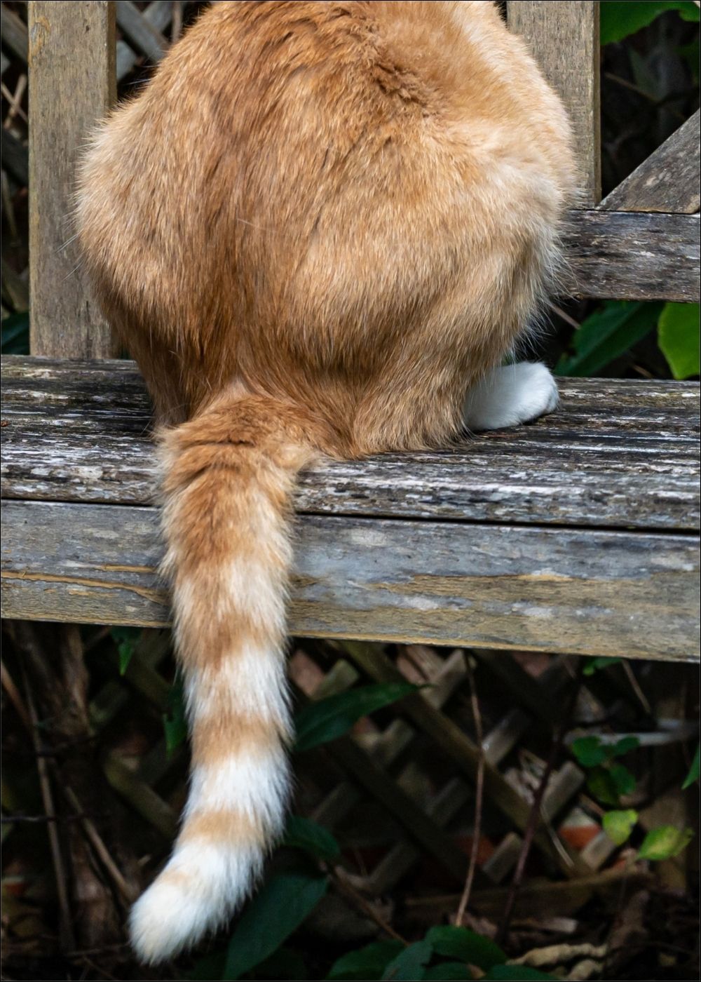 Katze sitzt mit Rücken zugewendet auf einer Gartenank
