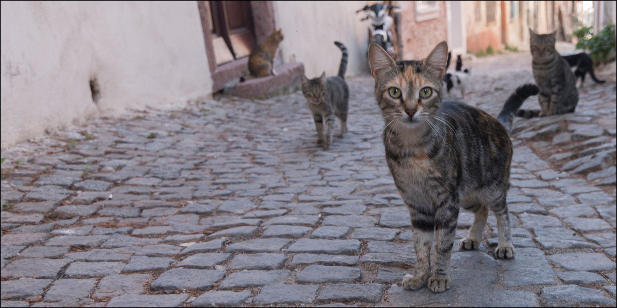 Straßenkatzen in einer Gasse mit Kopfsteinpflaster