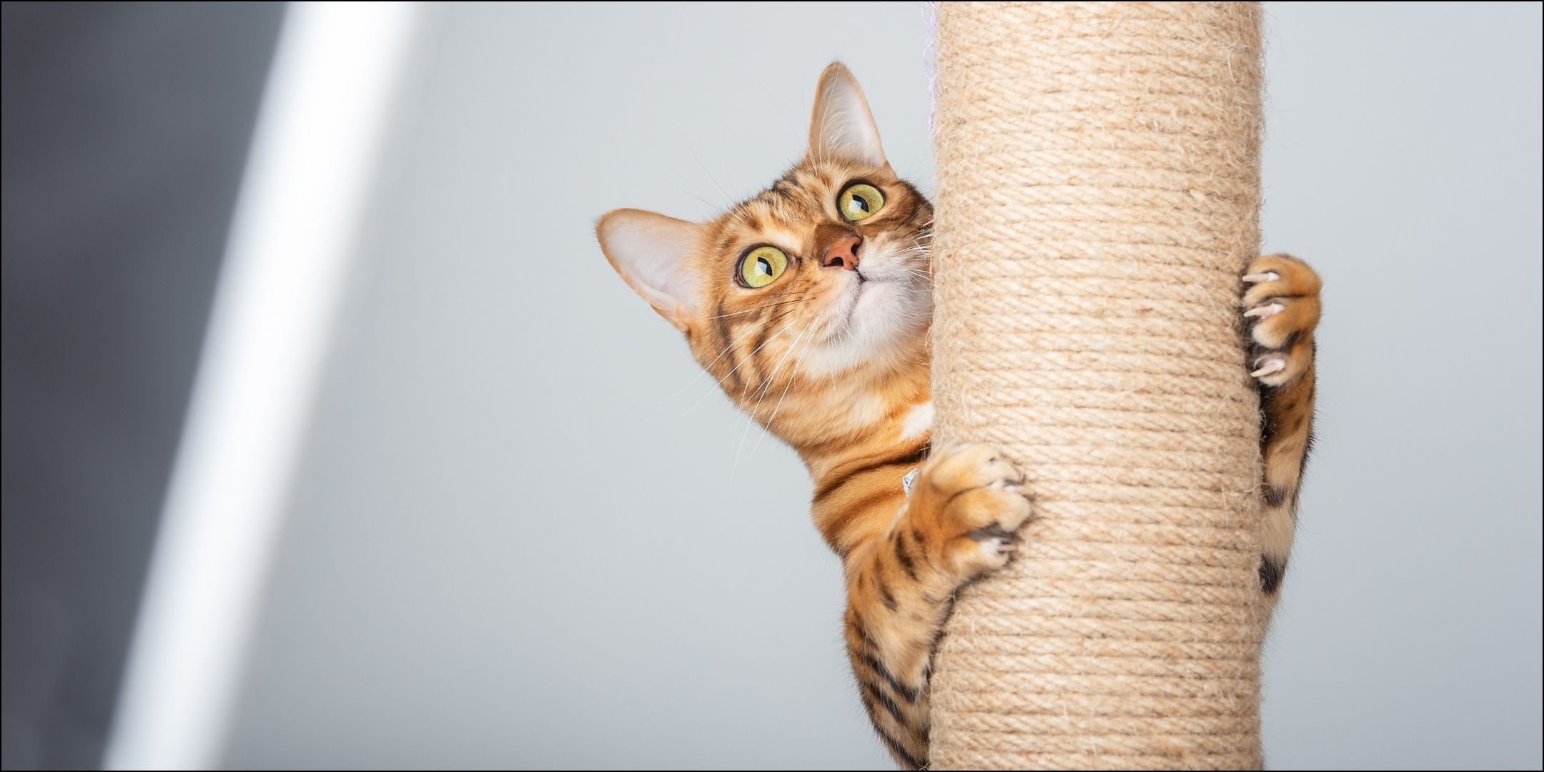 Rote Katze klettert auf Kratzbaum