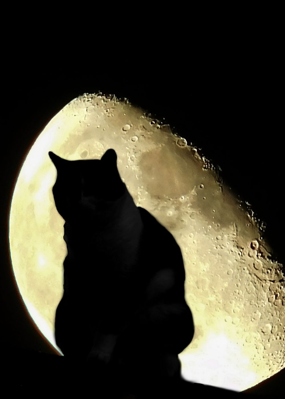 Silhouette einer Katze vor dem Mond
