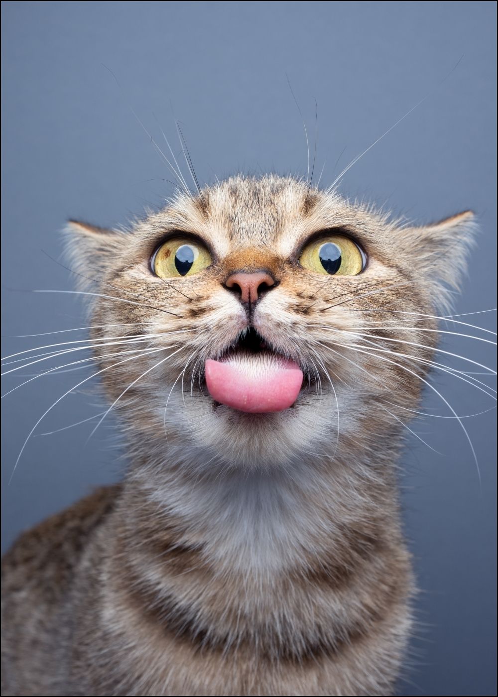 EKH Katze streckt die Zunge raus