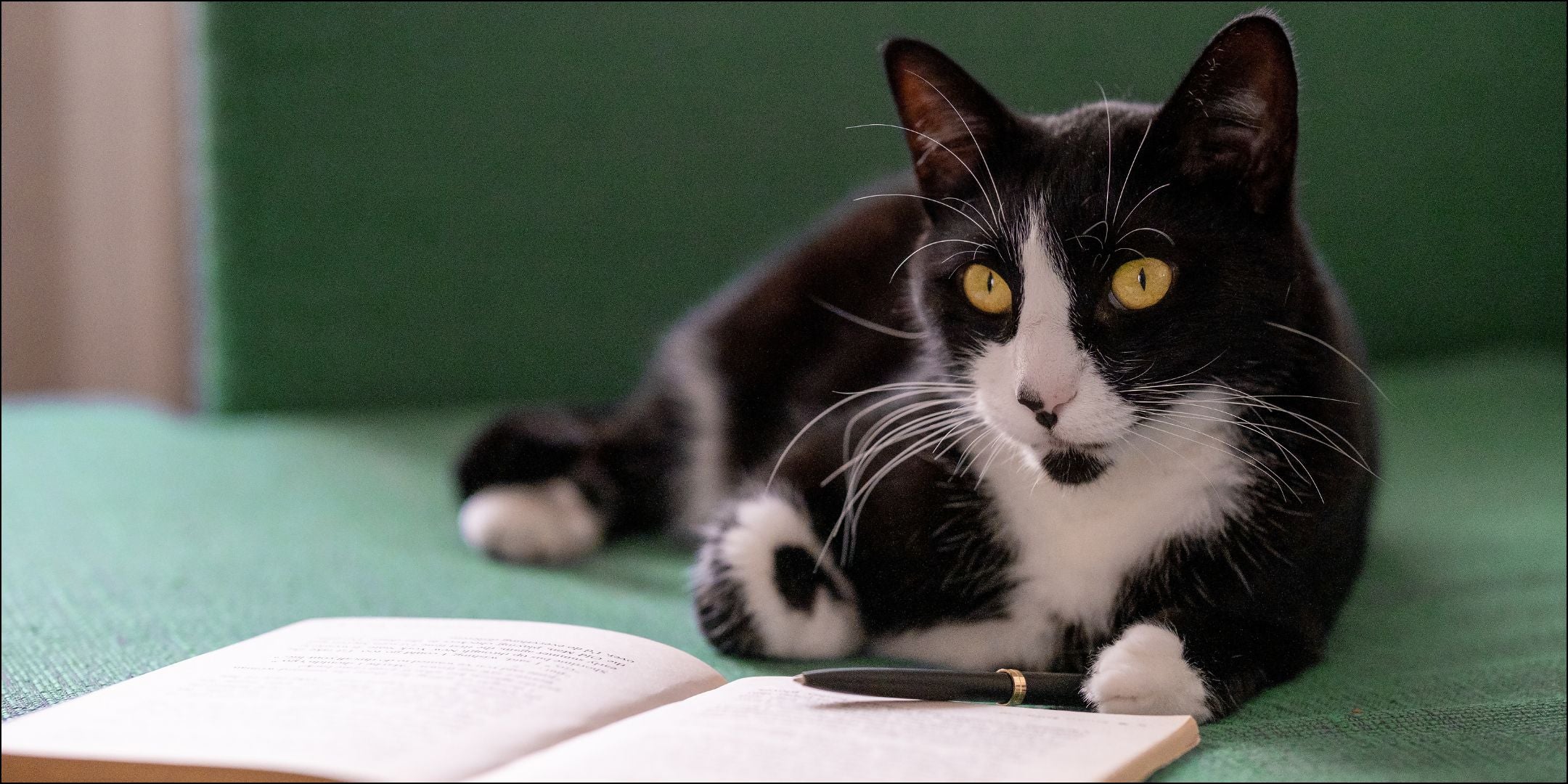 Tuxedo Katze liegt vor Notizheft