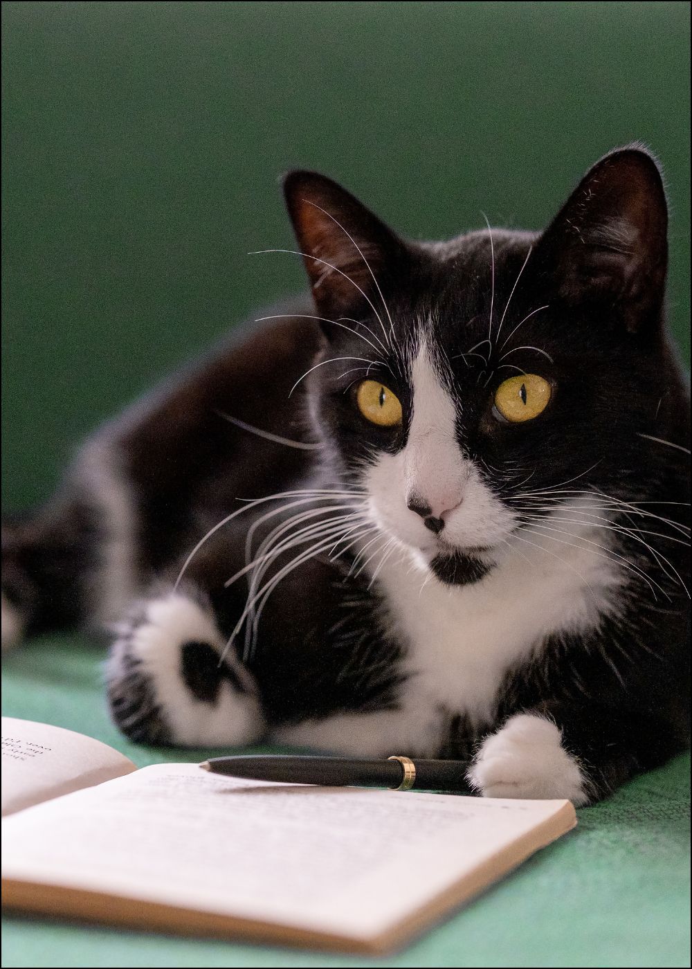 Tuxedo Katze liegt vor Notizheft
