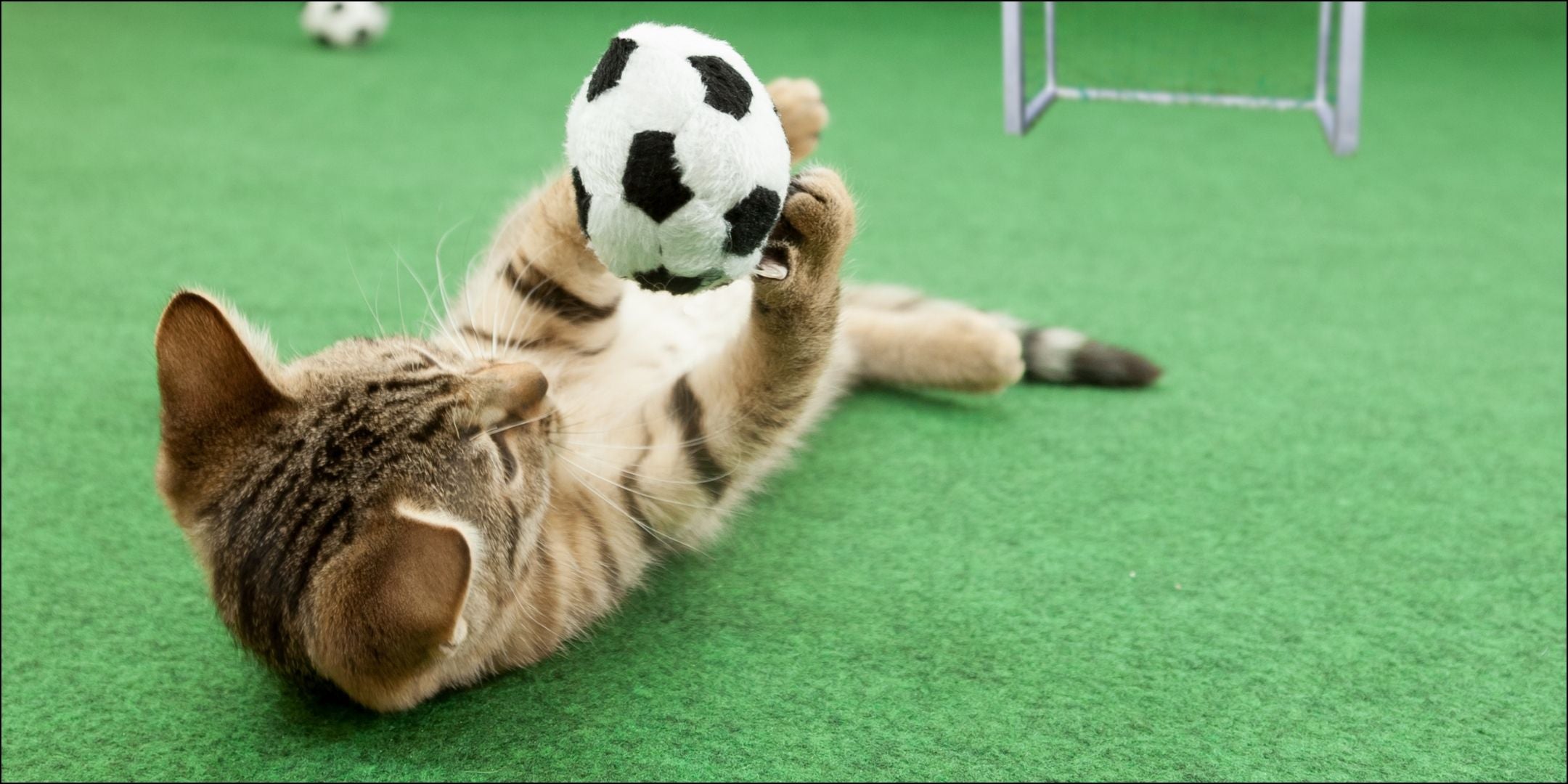 Kitten spielt mit Mini-Fußball