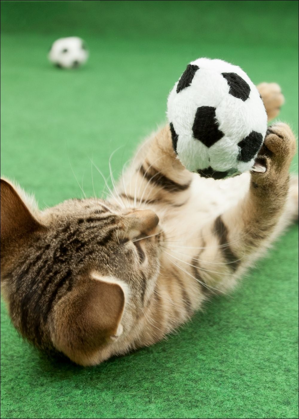 Kitten spielt mit Mini-Fußball