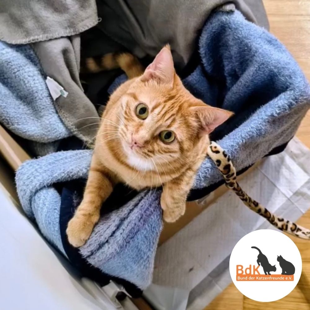 Orange Katze vom Verein Bund der Katzenfreunde e.V.