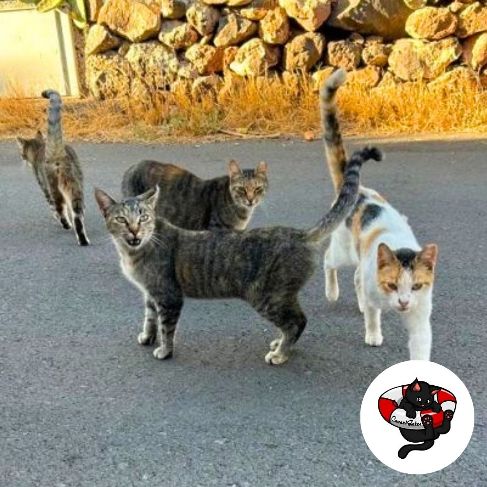 Eine Kolonie Straßenkatzen, die von CanariGatos e.V. auf Gran Canaria betreut wird.