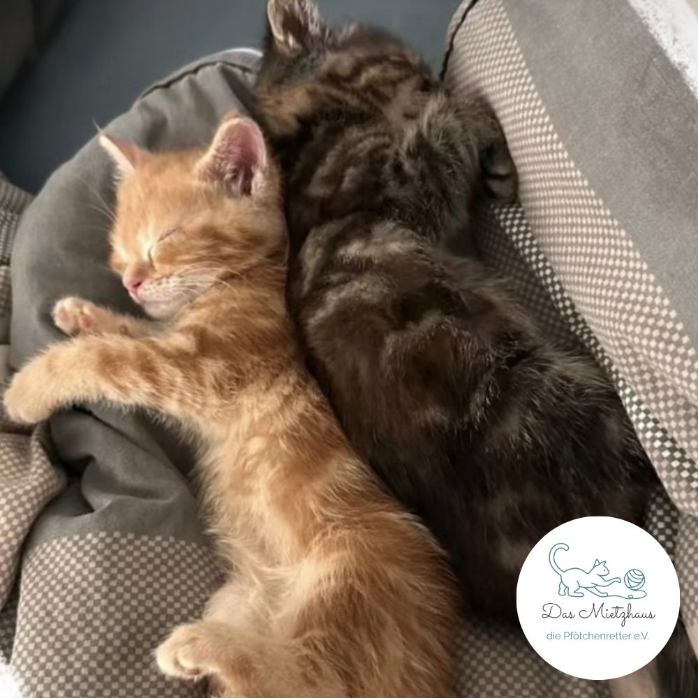 Zwei Kitten schlafen auf Pflegestelle von Das Mietzhaus - die Pfötchenretter e.V.