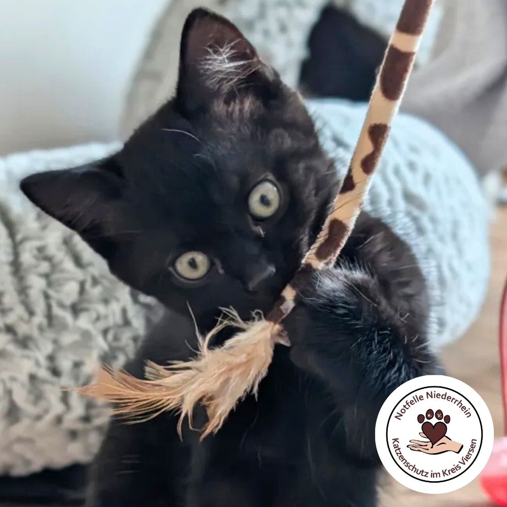 Schwarzes Kitten spielt auf Pflegestelle von Notfelle Niederrhein e.V.