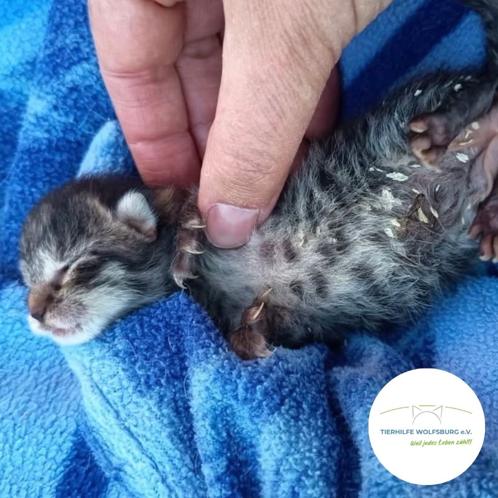 Ein junges Kitten wird von Tierhilfe Wolfsburg e.V. versorgt. 