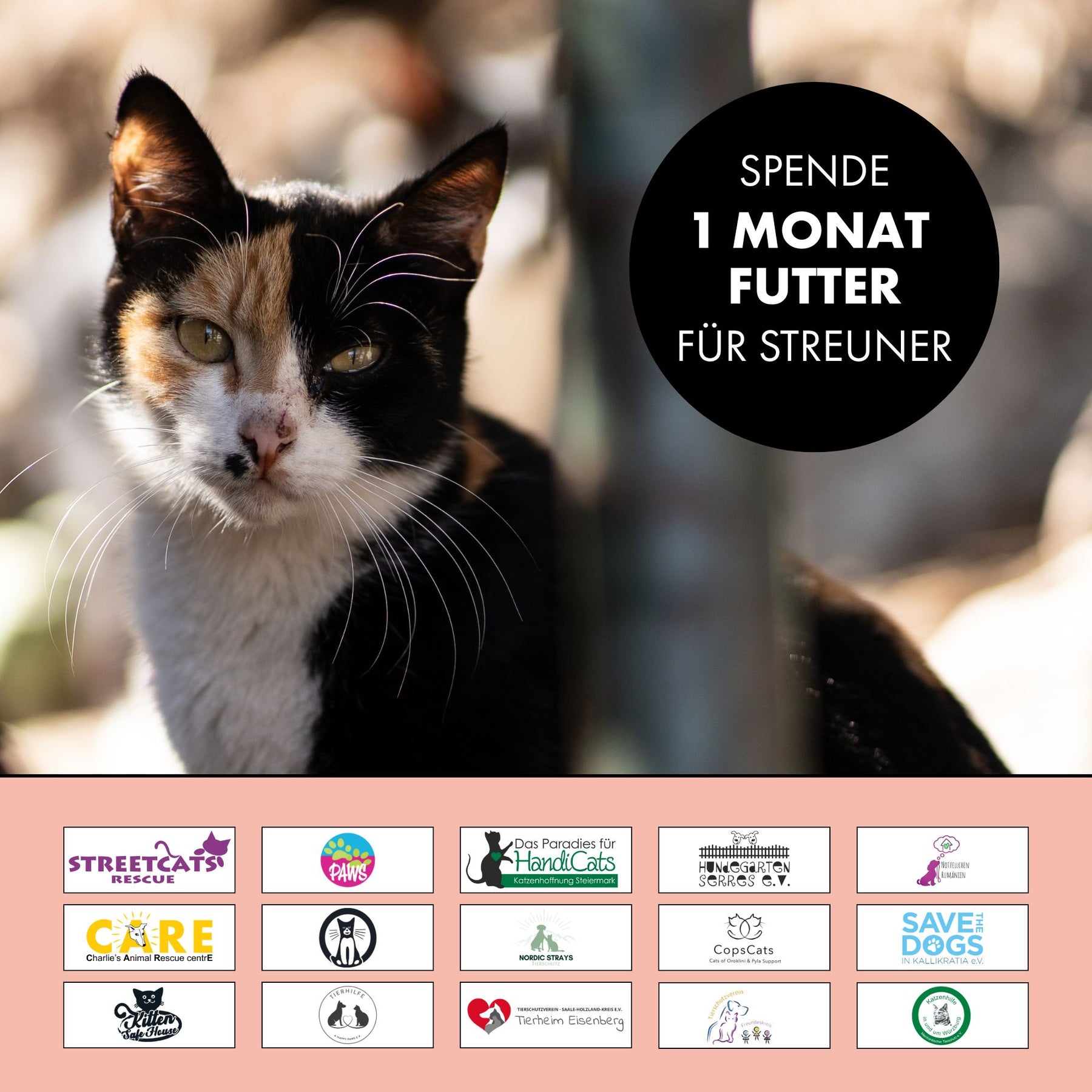 Das Paket spendet einen Monat Futter für Straßenkatzen in Not. Das Bild zeigt eine Straßenkatze und die 15 Logos der Tierschutzvereine von STRAYZ.