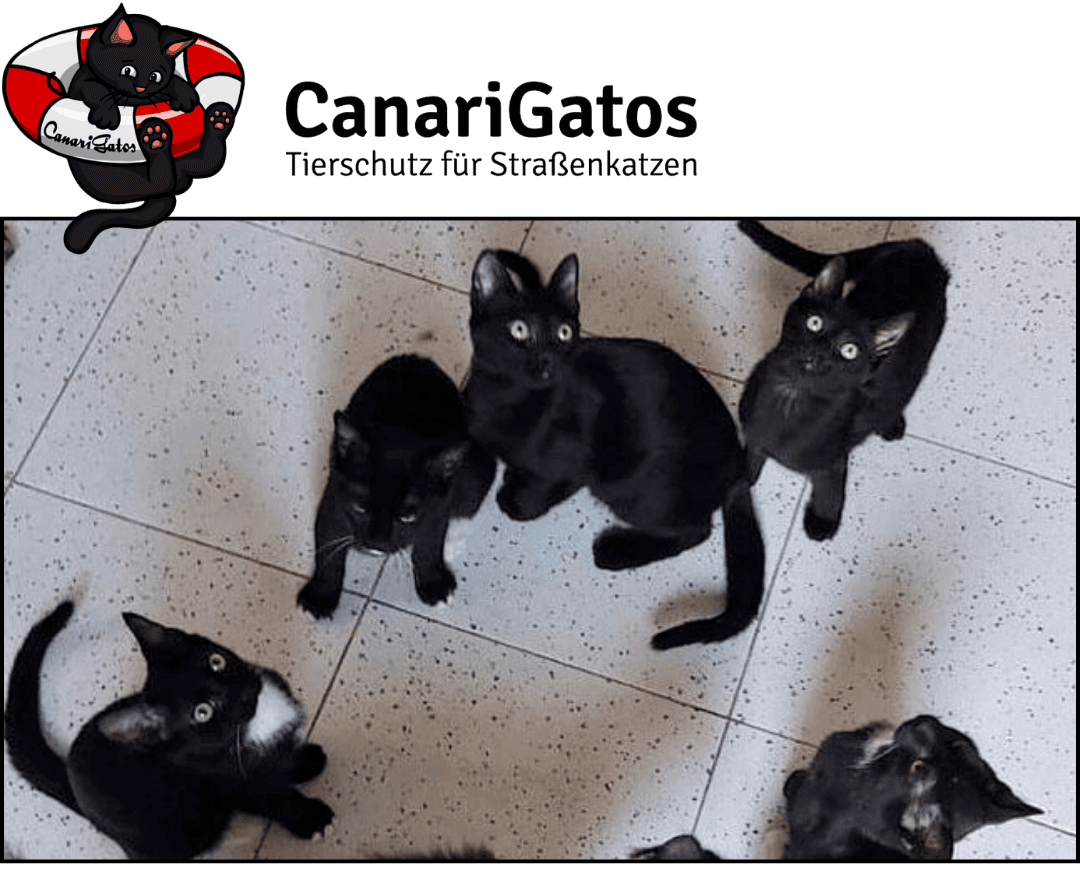 Tierschutzverein CanariGatos e.V.