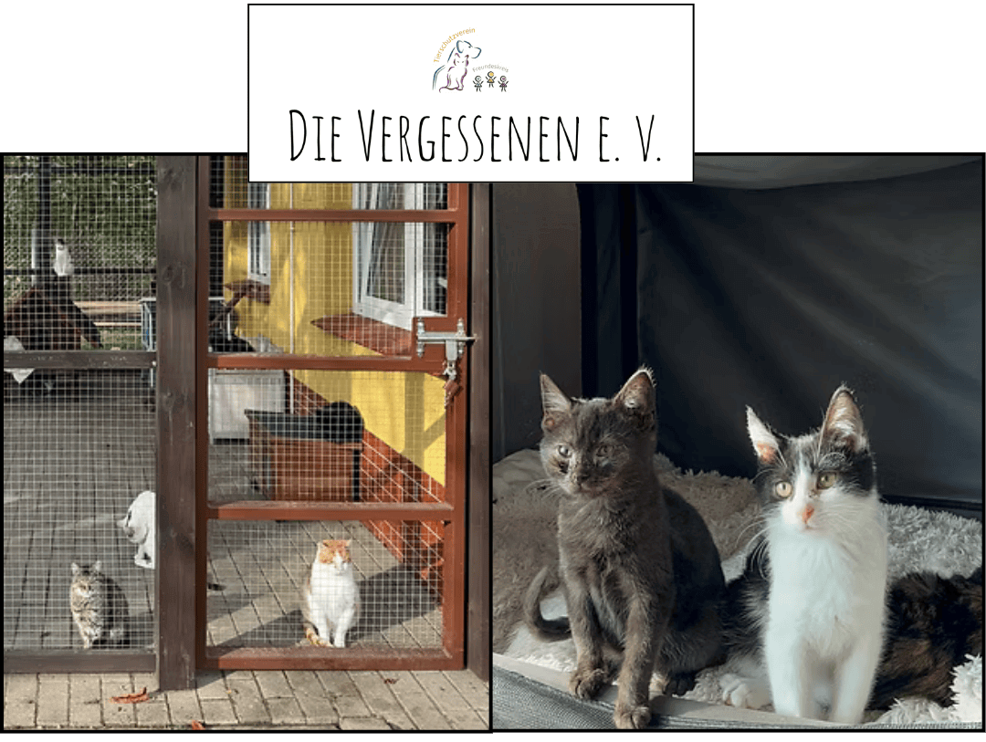 Tierschutzverein - Die Vergessenen e.V.