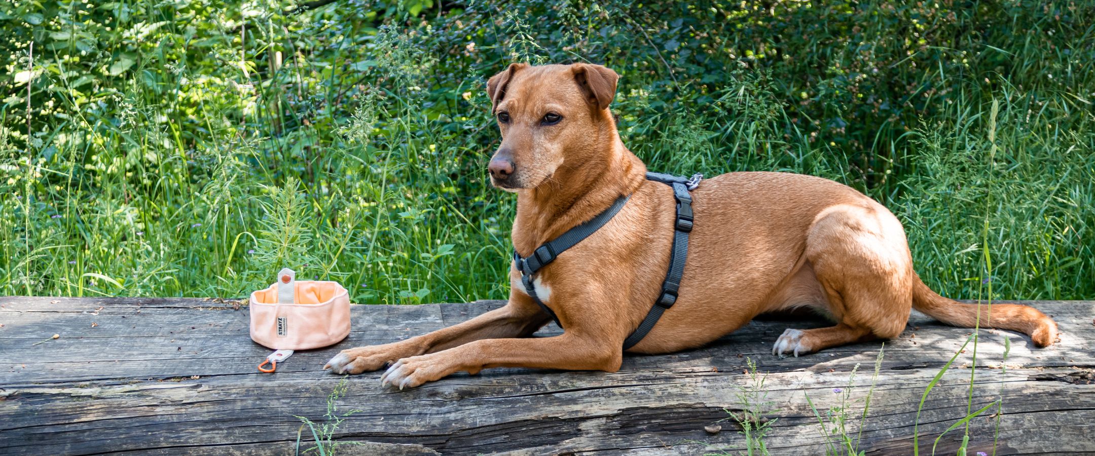 faltbarer Hundenapf von STRAYZ mit Hund im Wald