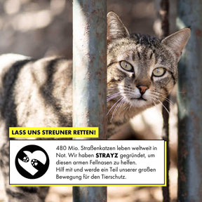 Das Bio Katzenfutter in Soße von STRAYZ spendet für Straßenkatzen in Not. Das Bild zeigt eine Straßenkatze in Kroatien.